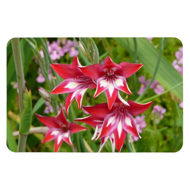 Magnet Flexible Gladiolas rouge et blanc Botanique d'été (Horizontal)