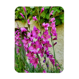 Magnet Flexible Gladiolus byzantin