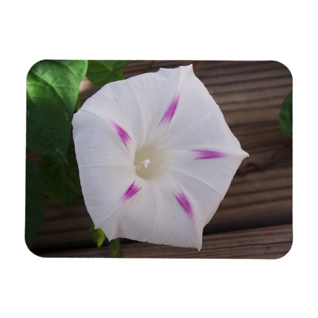Magnet Flexible Gloire du matin (Horizontal)
