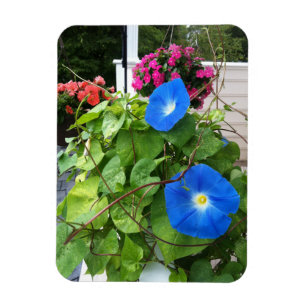 Magnet Flexible Glorieuses Bleues Matinales