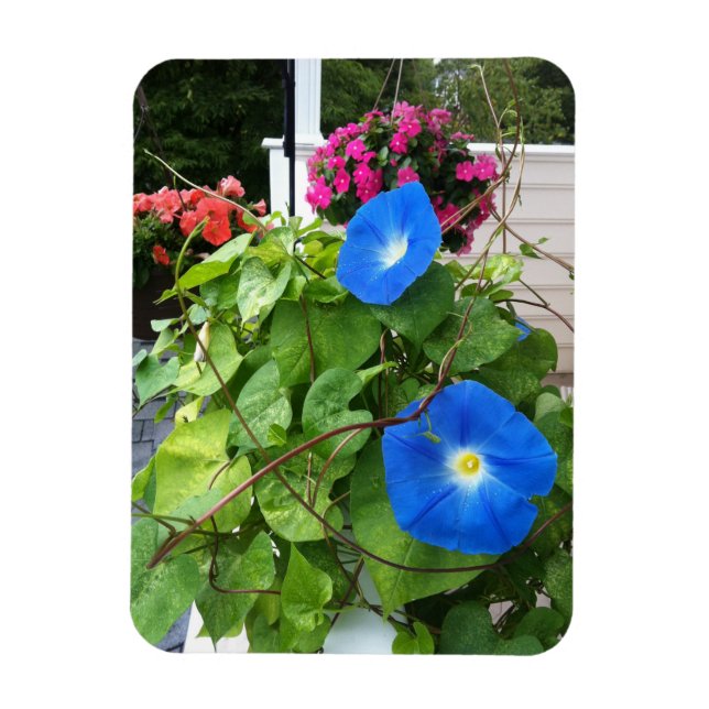 Magnet Flexible Glorieuses Bleues Matinales (Vertical)