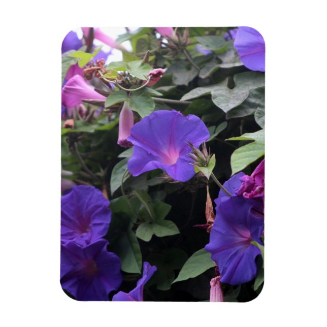 Magnet Flexible Glorieuses du Matin Bleu de Printemps (Vertical)