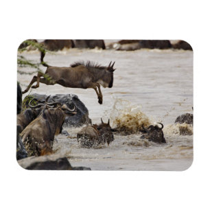 Magnet Flexible Gnou sautant dans la rivière Mara