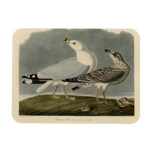 Magnet Flexible Goéland commun américain - Les oiseaux d'Amérique