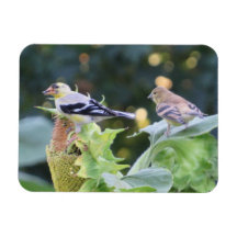 Gold Finch Couple mangeant des graines de tourneso