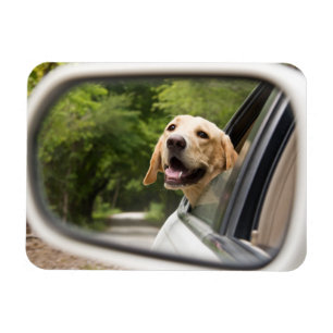 Magnet Flexible Golden Labrador En Réarview Mirror