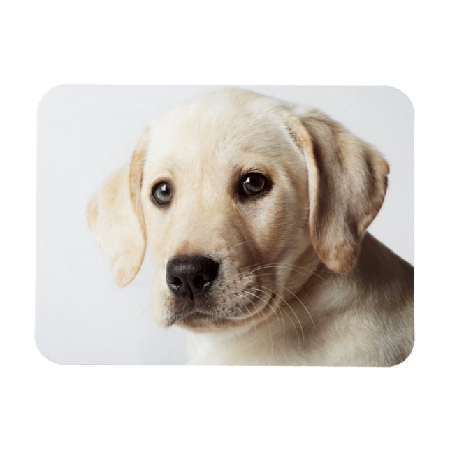 Magnet Flexible Golden Labrador Puppy Closeup (Horizontal)