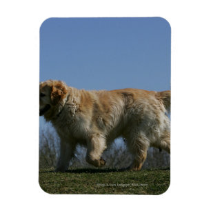 Magnet Flexible Golden retriever courant 3
