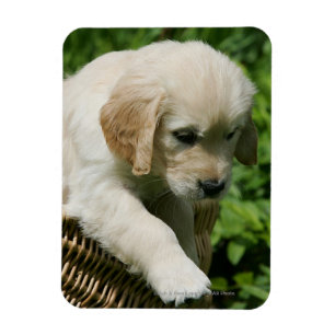 Magnet Flexible Golden Retriever Puppy