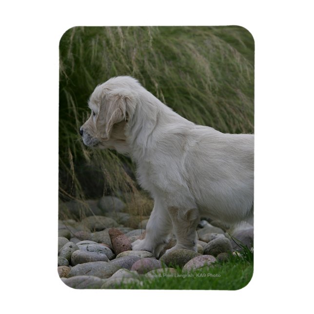 Magnet Flexible Golden Retriever Puppy Standing (Vertical)