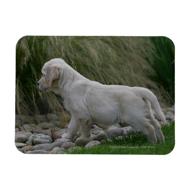 Magnet Flexible Golden Retriever Puppy Standing (Horizontal)