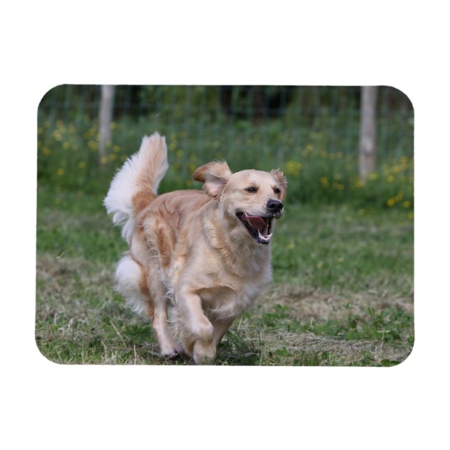 Magnet Flexible Golden Retriever Running 1 (Horizontal)