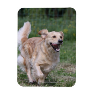Magnet Flexible Golden Retriever Running 1