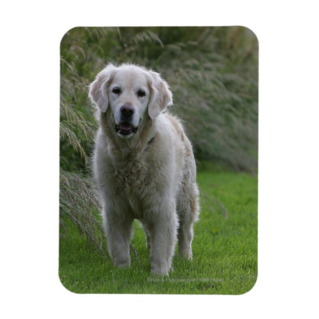 Magnet Flexible Golden Retriever Running 2 (Vertical)