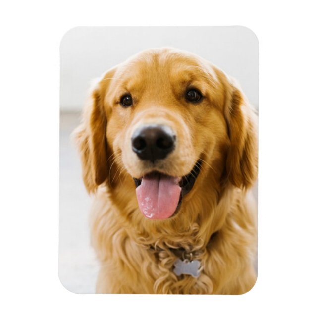 Magnet Flexible Golden Retriever souriant (Vertical)