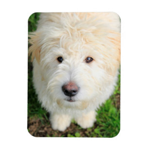 Magnet Flexible Goldendoodle Puppy regarde l'appareil photo