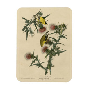 Magnet Flexible Goldfinch américain d'Audubon's Birds of America
