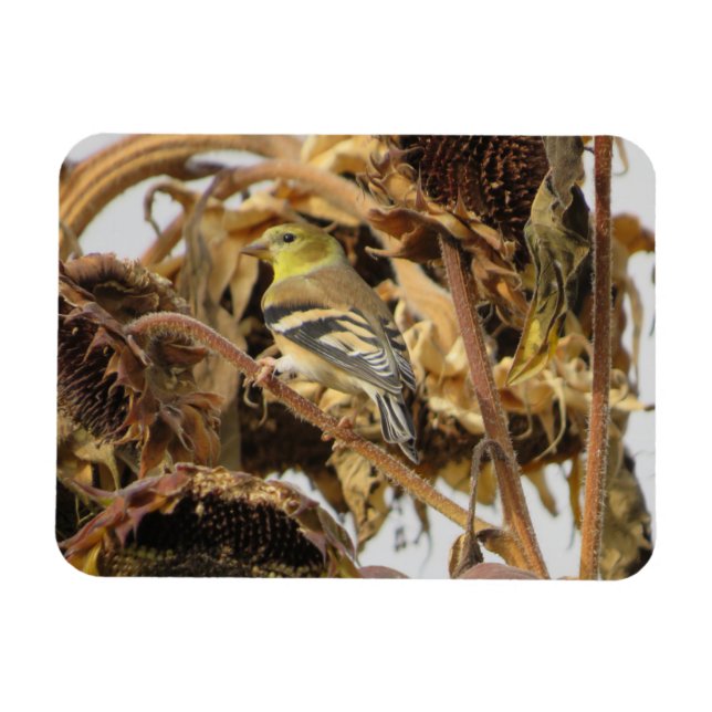 Magnet Flexible Goldfinch avec aimant tournesol (Horizontal)