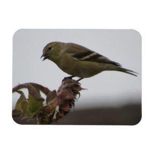 Magnet Flexible Goldfinch repose sur le magnéto de tournesol