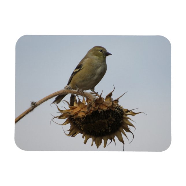 Magnet Flexible Goldfinch sur le dessus de l'aimant des tournesols (Horizontal)