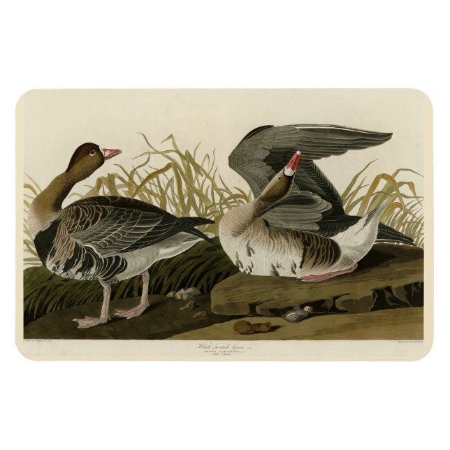 Magnet Flexible Goose à face blanche (Horizontal)