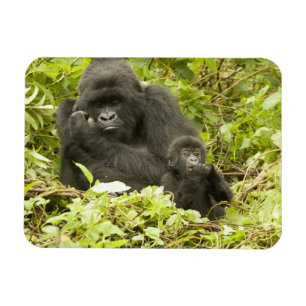 Magnet Flexible Gorille des montagnes, Gorilla beringei (anciennem