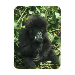 Magnet Flexible Gorille des montagnes, (Gorilla gorilla beringei),