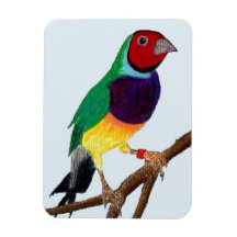 ~ Gouldian Finch ~ Art original ~
