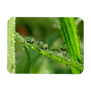 Magnet Flexible Gouttes d'eau sur de l'herbe verte Luxuriante, pai