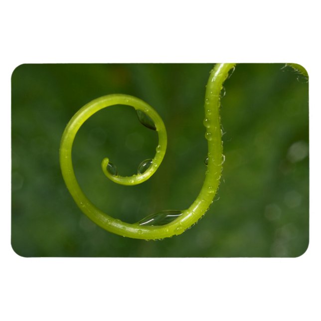 Magnet Flexible Gouttes d'eau sur une vigne (Horizontal)