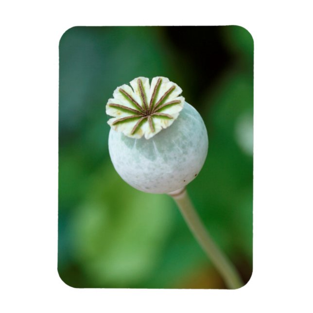 Magnet Flexible Graine de tête de fleur de pavot, Cap-Occidental (Vertical)