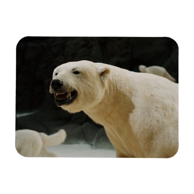 Magnet Flexible Graine d'ours polaire (Horizontal)