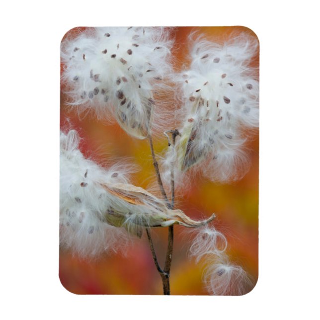 Magnet Flexible Graines d'asclépiade en automne, Canada (Vertical)