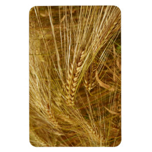 Magnet Flexible Grains de blé dans le champ. C’est l’heure de la r