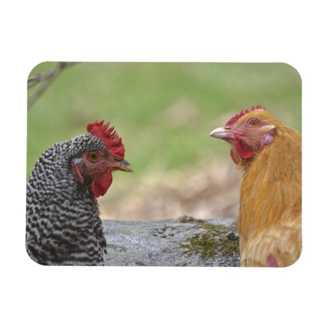 Magnet Flexible Grand aimant de poulet (Horizontal)