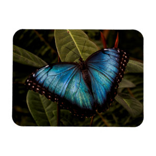 Magnet Flexible Grand, beau, papillon bleu