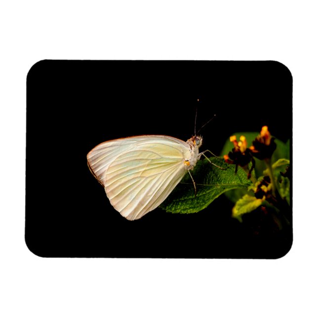 Magnet Flexible Grand Blanc du Sud sur les feuilles verts (Horizontal)