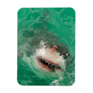 Magnet Flexible Grand blanc Shark1