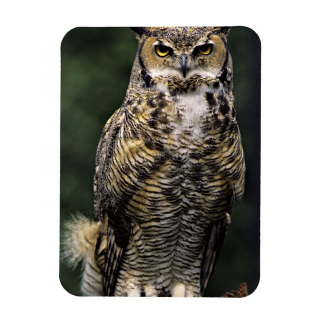 Magnet Flexible Grand-duc d'Amérique (Bubo virginianus), corps ent (Vertical)