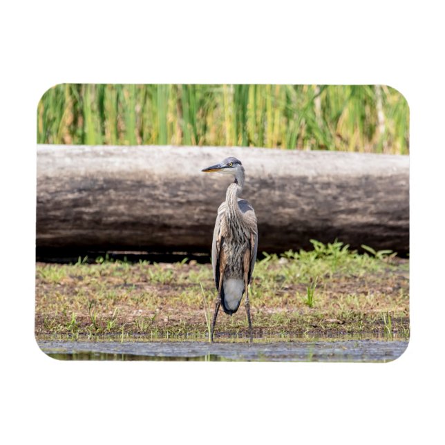 Magnet Flexible Grand Héron bleu debout dans le lac Champlain (Horizontal)