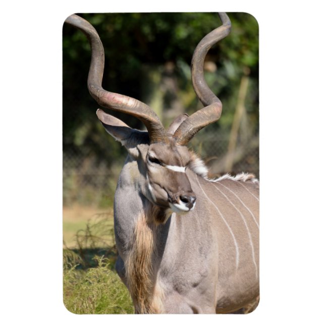 Magnet Flexible Grand Kudu (Vertical)