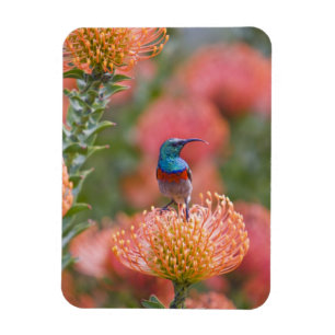 Magnet Flexible Grand oiseau-soleil à col double