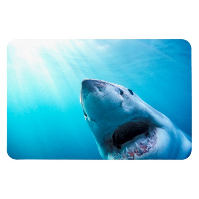 Magnet Flexible Grand requin blanc | Afrique du Sud (Horizontal)