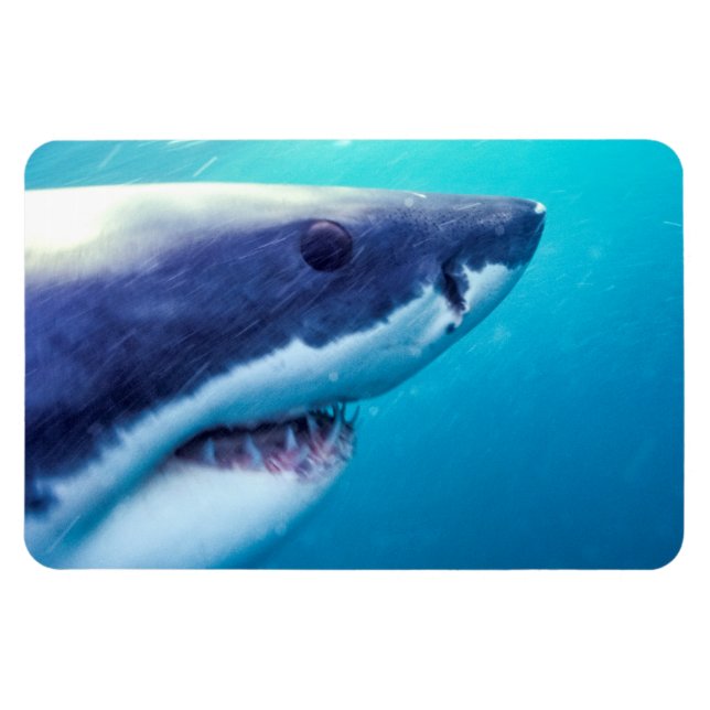 Magnet Flexible Grand requin blanc | Afrique du Sud (Horizontal)