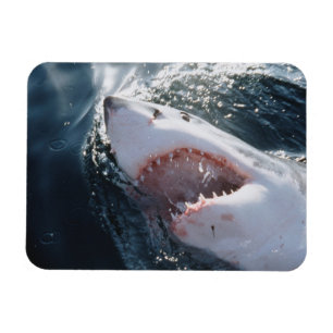 Magnet Flexible Grand requin blanc en mer