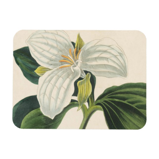 Magnet Flexible Grand Trillium Fleuri (Horizontal)
