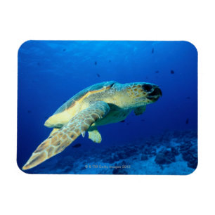 Magnet Flexible Grande barrière de corail, Australie 2