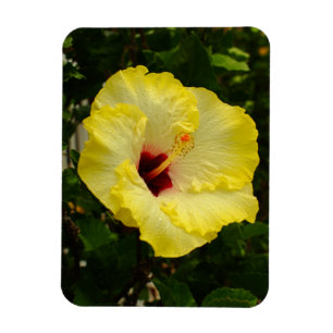 Magnet Flexible Grande fleur jaune de ketmie