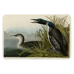 Magnet Flexible Grande plongeur du Nord Loon Audubon Oiseaux d'Amé