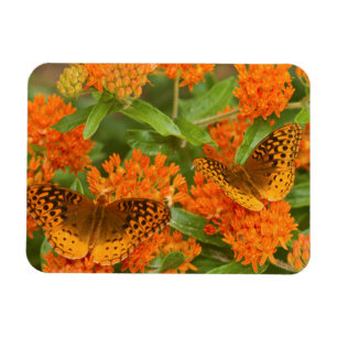 Magnet Flexible Grands fritillaires à nacres sur asclépiade tubére